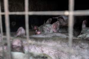 Dublin Piggery 2025 - In June 2025, investigators, acting on information from a member of the public, captured footage inside Andgar piggery in Dublin, South Australia.
The footage shows pigs living alongside the decomposing bodies of hundreds of dead pigs, with some becoming stuck in a giant pile of corpses.
Other footage from the same piggery shows pigs in 'eco sheds' on the property, which are sheds with two or three walls, with at least one side open to the elements. The pigs in these sheds are seen wading through mud and waste, which is often so deep that they are forced to swim. Some pigs had drowned in these sheds, likely after becoming stuck.
Pigs were filmed with massive, necrotic wounds where infection had eaten through skin down to the bone. One pig had a hole in their back that was roughly 10cm in diameter and packed with straw, mud and faeces. Piglets were also found living amongst the dead and rotting bodies of their littermates.
These visits took place over a month after this farm had been reported to the RSPCA by a member of the public, who was so horrified by the conditions that they knew they had to act.
- Captured at Dublin Piggery, Dublin SA Australia.