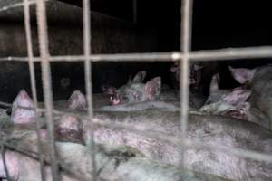 Dublin Piggery 2025 - In June 2025, investigators, acting on information from a member of the public, captured footage inside Andgar piggery in Dublin, South Australia.
The footage shows pigs living alongside the decomposing bodies of hundreds of dead pigs, with some becoming stuck in a giant pile of corpses.
Other footage from the same piggery shows pigs in 'eco sheds' on the property, which are sheds with two or three walls, with at least one side open to the elements. The pigs in these sheds are seen wading through mud and waste, which is often so deep that they are forced to swim. Some pigs had drowned in these sheds, likely after becoming stuck.
Pigs were filmed with massive, necrotic wounds where infection had eaten through skin down to the bone. One pig had a hole in their back that was roughly 10cm in diameter and packed with straw, mud and faeces. Piglets were also found living amongst the dead and rotting bodies of their littermates.
These visits took place over a month after this farm had been reported to the RSPCA by a member of the public, who was so horrified by the conditions that they knew they had to act.
- Captured at Dublin Piggery, Dublin SA Australia.