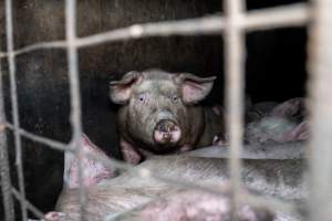 Dublin Piggery 2025 - In June 2025, investigators, acting on information from a member of the public, captured footage inside Andgar piggery in Dublin, South Australia. 

The footage shows pigs living alongside the decomposing bodies of hundreds of dead pigs, with some becoming stuck in a giant pile of corpses. 

Other footage from the same piggery shows pigs in 'eco sheds' on the property, which are sheds with two or three walls, with at least one side open to the elements. The pigs in these sheds are seen wading through mud and waste, which is often so deep that they are forced to swim. Some pigs had drowned in these sheds, likely after becoming stuck. 

Pigs were filmed with massive, necrotic wounds where infection had eaten through skin down to the bone. One pig had a hole in their back that was roughly 10cm in diameter and packed with straw, mud and faeces. Piglets were also found living amongst the dead and rotting bodies of their littermates.

These visits took place over a month after this farm had been reported to the RSPCA by a member of the public, who was so horrified by the conditions that they knew they had to act. 
 - Captured at Dublin Piggery, Dublin SA Australia.