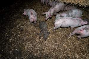 Dublin Piggery 2025 - In June 2025, investigators, acting on information from a member of the public, captured footage inside Andgar piggery in Dublin, South Australia. 

The footage shows pigs living alongside the decomposing bodies of hundreds of dead pigs, with some becoming stuck in a giant pile of corpses. 

Other footage from the same piggery shows pigs in 'eco sheds' on the property, which are sheds with two or three walls, with at least one side open to the elements. The pigs in these sheds are seen wading through mud and waste, which is often so deep that they are forced to swim. Some pigs had drowned in these sheds, likely after becoming stuck. 

Pigs were filmed with massive, necrotic wounds where infection had eaten through skin down to the bone. One pig had a hole in their back that was roughly 10cm in diameter and packed with straw, mud and faeces. Piglets were also found living amongst the dead and rotting bodies of their littermates.

These visits took place over a month after this farm had been reported to the RSPCA by a member of the public, who was so horrified by the conditions that they knew they had to act. 
 - Captured at Dublin Piggery, Dublin SA Australia.