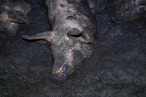 Dublin Piggery 2025 - In June 2025, investigators, acting on information from a member of the public, captured footage inside Andgar piggery in Dublin, South Australia. 

The footage shows pigs living alongside the decomposing bodies of hundreds of dead pigs, with some becoming stuck in a giant pile of corpses. 

Other footage from the same piggery shows pigs in 'eco sheds' on the property, which are sheds with two or three walls, with at least one side open to the elements. The pigs in these sheds are seen wading through mud and waste, which is often so deep that they are forced to swim. Some pigs had drowned in these sheds, likely after becoming stuck. 

Pigs were filmed with massive, necrotic wounds where infection had eaten through skin down to the bone. One pig had a hole in their back that was roughly 10cm in diameter and packed with straw, mud and faeces. Piglets were also found living amongst the dead and rotting bodies of their littermates.

These visits took place over a month after this farm had been reported to the RSPCA by a member of the public, who was so horrified by the conditions that they knew they had to act. 
 - Captured at Dublin Piggery, Dublin SA Australia.