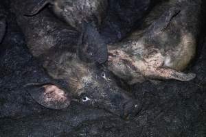 Dublin Piggery 2025 - In June 2025, investigators, acting on information from a member of the public, captured footage inside Andgar piggery in Dublin, South Australia. 

The footage shows pigs living alongside the decomposing bodies of hundreds of dead pigs, with some becoming stuck in a giant pile of corpses. 

Other footage from the same piggery shows pigs in 'eco sheds' on the property, which are sheds with two or three walls, with at least one side open to the elements. The pigs in these sheds are seen wading through mud and waste, which is often so deep that they are forced to swim. Some pigs had drowned in these sheds, likely after becoming stuck. 

Pigs were filmed with massive, necrotic wounds where infection had eaten through skin down to the bone. One pig had a hole in their back that was roughly 10cm in diameter and packed with straw, mud and faeces. Piglets were also found living amongst the dead and rotting bodies of their littermates.

These visits took place over a month after this farm had been reported to the RSPCA by a member of the public, who was so horrified by the conditions that they knew they had to act. 
 - Captured at Dublin Piggery, Dublin SA Australia.
