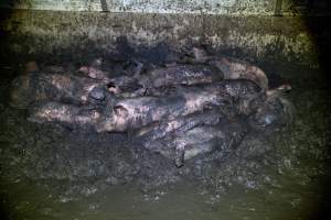 Dublin Piggery 2025 - In June 2025, investigators, acting on information from a member of the public, captured footage inside Andgar piggery in Dublin, South Australia. 

The footage shows pigs living alongside the decomposing bodies of hundreds of dead pigs, with some becoming stuck in a giant pile of corpses. 

Other footage from the same piggery shows pigs in 'eco sheds' on the property, which are sheds with two or three walls, with at least one side open to the elements. The pigs in these sheds are seen wading through mud and waste, which is often so deep that they are forced to swim. Some pigs had drowned in these sheds, likely after becoming stuck. 

Pigs were filmed with massive, necrotic wounds where infection had eaten through skin down to the bone. One pig had a hole in their back that was roughly 10cm in diameter and packed with straw, mud and faeces. Piglets were also found living amongst the dead and rotting bodies of their littermates.

These visits took place over a month after this farm had been reported to the RSPCA by a member of the public, who was so horrified by the conditions that they knew they had to act. 
 - Captured at Dublin Piggery, Dublin SA Australia.