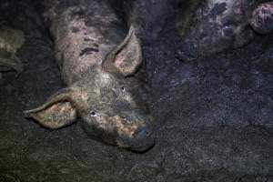 Dublin Piggery 2025 - In June 2025, investigators, acting on information from a member of the public, captured footage inside Andgar piggery in Dublin, South Australia. 

The footage shows pigs living alongside the decomposing bodies of hundreds of dead pigs, with some becoming stuck in a giant pile of corpses. 

Other footage from the same piggery shows pigs in 'eco sheds' on the property, which are sheds with two or three walls, with at least one side open to the elements. The pigs in these sheds are seen wading through mud and waste, which is often so deep that they are forced to swim. Some pigs had drowned in these sheds, likely after becoming stuck. 

Pigs were filmed with massive, necrotic wounds where infection had eaten through skin down to the bone. One pig had a hole in their back that was roughly 10cm in diameter and packed with straw, mud and faeces. Piglets were also found living amongst the dead and rotting bodies of their littermates.

These visits took place over a month after this farm had been reported to the RSPCA by a member of the public, who was so horrified by the conditions that they knew they had to act. 
 - Captured at Dublin Piggery, Dublin SA Australia.