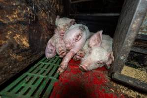 Dublin Piggery - June 2025 - Two days after RSPCA investigators attended Dublin piggery following a complaint made by Farm Transparency Project, civilian investigators returned to check conditions. Despite a statement from the RSPCA saying that 'immediate welfare concerns had been addressed' pigs were still found in awful conditions, including one piglet with an engorged ear. - Captured at Dublin Piggery, Dublin SA Australia.