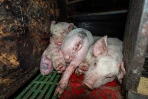 Dublin Piggery - June 2025 - Two days after RSPCA investigators attended Dublin piggery following a complaint made by Farm Transparency Project, civilian investigators returned to check conditions. Despite a statement from the RSPCA saying that 'immediate welfare concerns had been addressed' pigs were still found in awful conditions, including one piglet with an engorged ear. - Captured at Dublin Piggery, Dublin SA Australia.