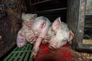 Dublin Piggery - June 2025 - Two days after RSPCA investigators attended Dublin piggery following a complaint made by Farm Transparency Project, civilian investigators returned to check conditions. Despite a statement from the RSPCA saying that 'immediate welfare concerns had been addressed' pigs were still found in awful conditions, including one piglet with an engorged ear. - Captured at Dublin Piggery, Dublin SA Australia.