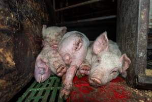 Dublin Piggery - June 2025 - Two days after RSPCA investigators attended Dublin piggery following a complaint made by Farm Transparency Project, civilian investigators returned to check conditions. Despite a statement from the RSPCA saying that 'immediate welfare concerns had been addressed' pigs were still found in awful conditions, including one piglet with an engorged ear. - Captured at Dublin Piggery, Dublin SA Australia.