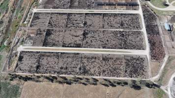 Gunnee Feedlot - Delungra NSW - Captured at Gunnee Feedlot, Delungra NSW Australia.