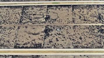 Gunnee Feedlot - Delungra NSW - Captured at Gunnee Feedlot, Delungra NSW Australia.