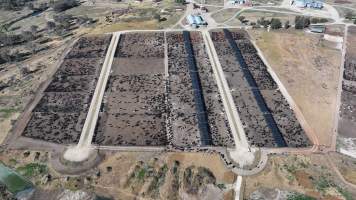 Gunnee Feedlot - Delungra NSW - Captured at Gunnee Feedlot, Delungra NSW Australia.