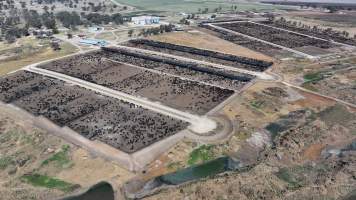 Gunnee Feedlot - Delungra NSW - Captured at Gunnee Feedlot, Delungra NSW Australia.