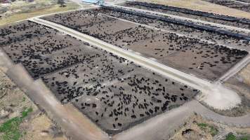 Gunnee Feedlot - Delungra NSW - Captured at Gunnee Feedlot, Delungra NSW Australia.