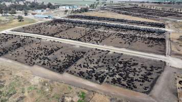 Gunnee Feedlot - Delungra NSW - Captured at Gunnee Feedlot, Delungra NSW Australia.