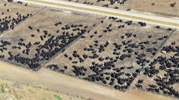 Gunnee Feedlot - Delungra NSW - Captured at Gunnee Feedlot, Delungra NSW Australia.