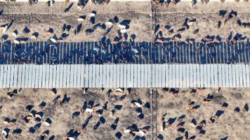 Myola Feedlot - North Star NSW - Captured at Myola Feedlot, North Star NSW Australia.