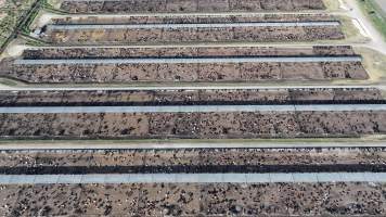 Myola Feedlot - North Star NSW - Captured at Myola Feedlot, North Star NSW Australia.