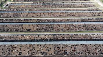 Myola Feedlot - North Star NSW - Captured at Myola Feedlot, North Star NSW Australia.