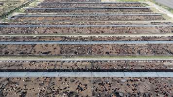 Myola Feedlot - North Star NSW - Captured at Myola Feedlot, North Star NSW Australia.