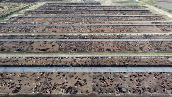 Myola Feedlot - North Star NSW - Captured at Myola Feedlot, North Star NSW Australia.