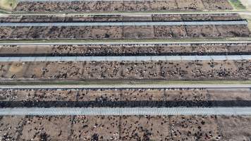 Myola Feedlot - North Star NSW - Captured at Myola Feedlot, North Star NSW Australia.