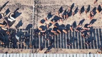 Myola Feedlot - North Star NSW - Captured at Myola Feedlot, North Star NSW Australia.