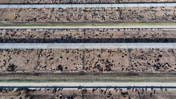 Myola Feedlot - North Star NSW - Captured at Myola Feedlot, North Star NSW Australia.