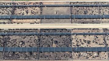 Nullamunna Feedlot - Inverell NSW - Captured at Nullamanna Feedlot, Nullamanna NSW Australia.