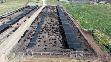Nullamunna Feedlot - Inverell NSW - Captured at Nullamanna Feedlot, Nullamanna NSW Australia.