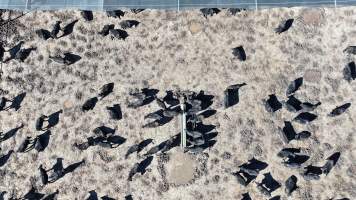 Nullamunna Feedlot - Inverell NSW - Captured at Nullamanna Feedlot, Nullamanna NSW Australia.