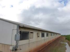 Real estate listing photo - Photo of piggery from a 2015 real estate listing (https://www.realestate.com.au/sold/property-livestock-sa-eudunda-7679119). - Captured at Brownlow Piggery, Brownlow SA Australia.