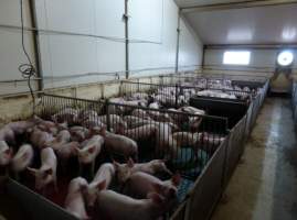 Real estate listing photo - Photo of piggery from a 2015 real estate listing (https://www.realestate.com.au/sold/property-livestock-sa-eudunda-7679119). - Captured at Brownlow Piggery, Brownlow SA Australia.