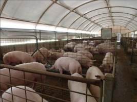 Real estate listing photo - Photo of piggery from a 2015 real estate listing (https://www.realestate.com.au/sold/property-livestock-sa-eudunda-7679119). - Captured at Brownlow Piggery - Breeder Site, Brownlow SA Australia.