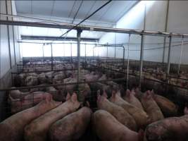 Real estate listing photo - Photo of piggery from a 2015 real estate listing (https://www.realestate.com.au/sold/property-livestock-sa-eudunda-7679119). - Captured at Brownlow Piggery, Brownlow SA Australia.