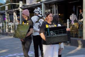 Mother's Day: Dominion Outreach Melbourne: 11 May 2025 - Animal rights activists participating in a street outreach event in Southbank, Victoria, Australia. Volunteers give out free vegan treats, show footage from Farm Transparency Project’s dairy investigations, and engage the public in conversations, bringing awareness to the hidden reality of what happens to cows, calves, and bulls in the Australian dairy industry. - Captured at VIC.