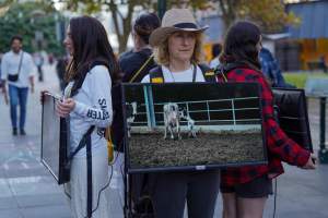 Mother's Day: Dominion Outreach Melbourne: 11 May 2025 - Animal rights activists participating in a street outreach event in Southbank, Victoria, Australia. Volunteers give out free vegan treats, show footage from Farm Transparency Project’s dairy investigations, and engage the public in conversations, bringing awareness to the hidden reality of what happens to cows, calves, and bulls in the Australian dairy industry. - Captured at VIC.
