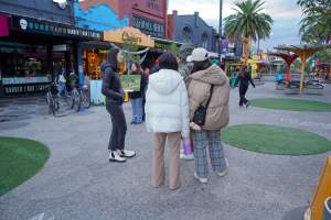 5 Question Challenge: Dominion Outreach Melbourne: 15 June 2025 - Animal rights activists participating in a street outreach event in St Kilda, Victoria, Australia. Some volunteers hold placards inviting pedestrians to answer 5 questions in exchange for a vegan treat. Others hold TVs showing footage from Farm Transparency Project’s dairy investigations. Together, they bring awareness to the hidden reality of what happens to cows, calves, and bulls in the Australian dairy industry. - Captured at VIC.