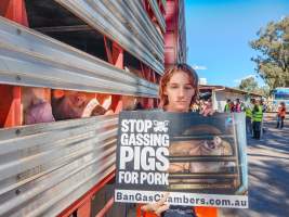 Animal rights advocates bearing witness to pigs being unloaded off truck outside Benalla Slaughterhouse - Captured at Benalla Abattoir, Benalla VIC Australia.