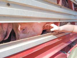 Animal rights advocates bearing witness to pigs being unloaded off truck outside Benalla Slaughterhouse - Captured at Benalla Abattoir, Benalla VIC Australia.