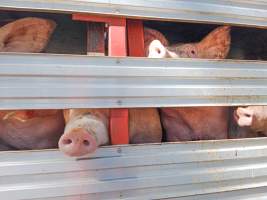 Animal rights advocates bearing witness to pigs being unloaded off truck outside Benalla Slaughterhouse - Captured at Benalla Abattoir, Benalla VIC Australia.