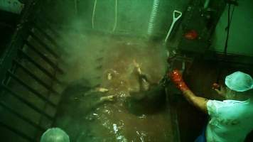 Pig conscious, drowning in a scalding tank - Released by Animal Liberation (NSW): https://www.al.org.au/ - Captured at Strath Meats, Strathalbyn SA Australia.