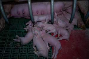 Finniss Park Piggery 2025 - Photos taken during an investigation into Finniss Park Piggery, the the flagship breeding unit for Andgar Proprietors. Anonymous investigators filmed mothers and their babies in farrowing crates as well as sows confined to sow stalls and housed in filthy group housing. - Captured at Finniss Park Piggery, Mannum SA Australia.