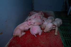Finniss Park Piggery 2025 - Photos taken during an investigation into Finniss Park Piggery, the the flagship breeding unit for Andgar Proprietors. Anonymous investigators filmed mothers and their babies in farrowing crates as well as sows confined to sow stalls and housed in filthy group housing. - Captured at Finniss Park Piggery, Mannum SA Australia.