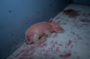 Finniss Park Piggery 2025 - Photos taken during an investigation into Finniss Park Piggery, the the flagship breeding unit for Andgar Proprietors. Anonymous investigators filmed mothers and their babies in farrowing crates as well as sows confined to sow stalls and housed in filthy group housing. - Captured at Finniss Park Piggery, Mannum SA Australia.