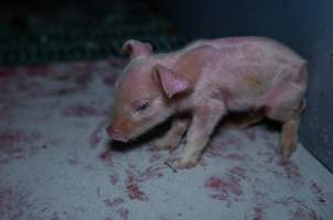 Finniss Park Piggery 2025 - Photos taken during an investigation into Finniss Park Piggery, the the flagship breeding unit for Andgar Proprietors. Anonymous investigators filmed mothers and their babies in farrowing crates as well as sows confined to sow stalls and housed in filthy group housing. - Captured at Finniss Park Piggery, Mannum SA Australia.