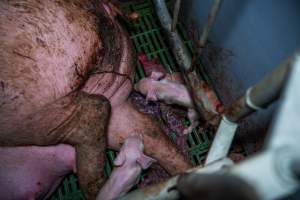 Finniss Park Piggery 2025 - Photos taken during an investigation into Finniss Park Piggery, the the flagship breeding unit for Andgar Proprietors. Anonymous investigators filmed mothers and their babies in farrowing crates as well as sows confined to sow stalls and housed in filthy group housing. - Captured at Finniss Park Piggery, Mannum SA Australia.