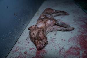 Finniss Park Piggery 2025 - Photos taken during an investigation into Finniss Park Piggery, the the flagship breeding unit for Andgar Proprietors. Anonymous investigators filmed mothers and their babies in farrowing crates as well as sows confined to sow stalls and housed in filthy group housing. - Captured at Finniss Park Piggery, Mannum SA Australia.