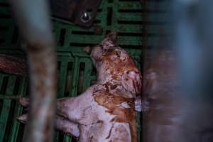 Finniss Park Piggery 2025 - Photos taken during an investigation into Finniss Park Piggery, the the flagship breeding unit for Andgar Proprietors. Anonymous investigators filmed mothers and their babies in farrowing crates as well as sows confined to sow stalls and housed in filthy group housing. - Captured at Finniss Park Piggery, Mannum SA Australia.