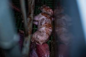 Finniss Park Piggery 2025 - Photos taken during an investigation into Finniss Park Piggery, the the flagship breeding unit for Andgar Proprietors. Anonymous investigators filmed mothers and their babies in farrowing crates as well as sows confined to sow stalls and housed in filthy group housing. - Captured at Finniss Park Piggery, Mannum SA Australia.