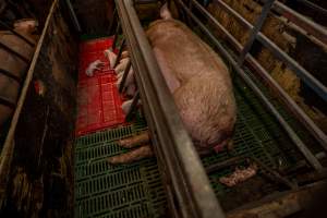 Finniss Park Piggery 2025 - Photos taken during an investigation into Finniss Park Piggery, the the flagship breeding unit for Andgar Proprietors. Anonymous investigators filmed mothers and their babies in farrowing crates as well as sows confined to sow stalls and housed in filthy group housing. - Captured at Finniss Park Piggery, Mannum SA Australia.